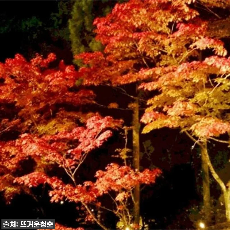 찐후기! 교토 단풍 야경 & 마이코 공연? 인생 투어 이건 꼭 가야 해! 11 찐후기! 교토 단풍 야경 & 마이코 관련 이미지 4