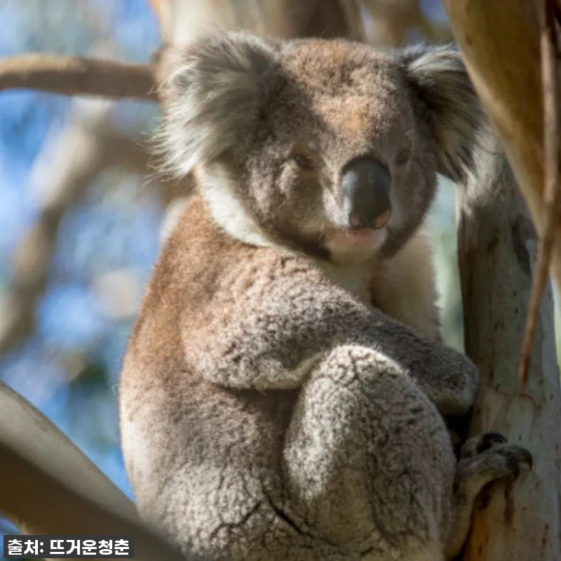 멜버른 여행, 이건 꼭 해야 해! 프렌치 아일랜드 4WD & 펭귄 퍼레이드 투어 찐후기! 10 멜버른 여행, 이건 꼭 해야 해! 프 관련 이미지 4