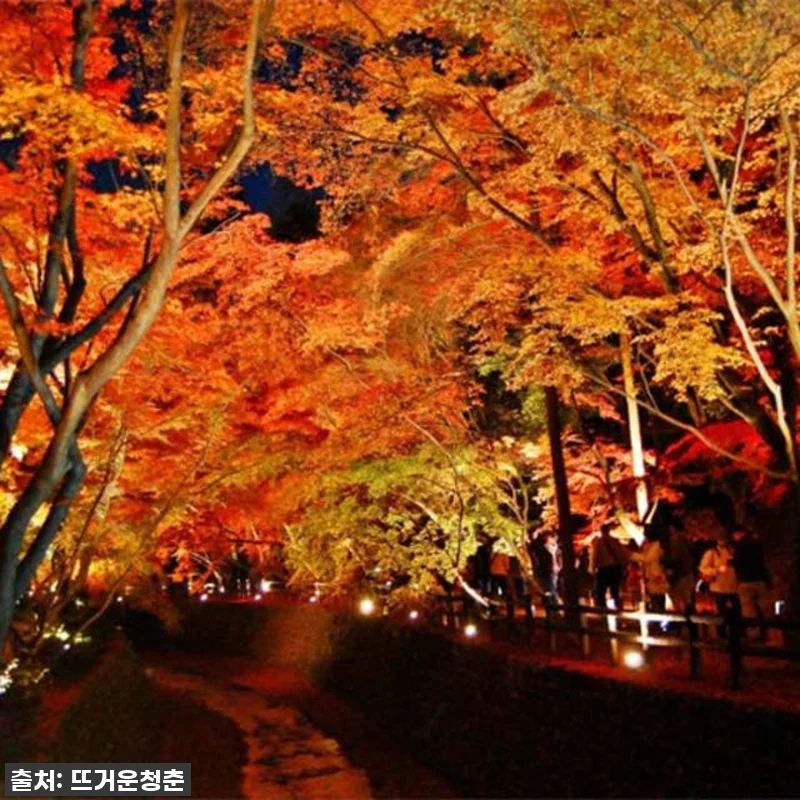 찐후기! 교토 단풍 야경 & 마이코 공연? 인생 투어 이건 꼭 가야 해! 12 찐후기! 교토 단풍 야경 & 마이코 관련 이미지 5