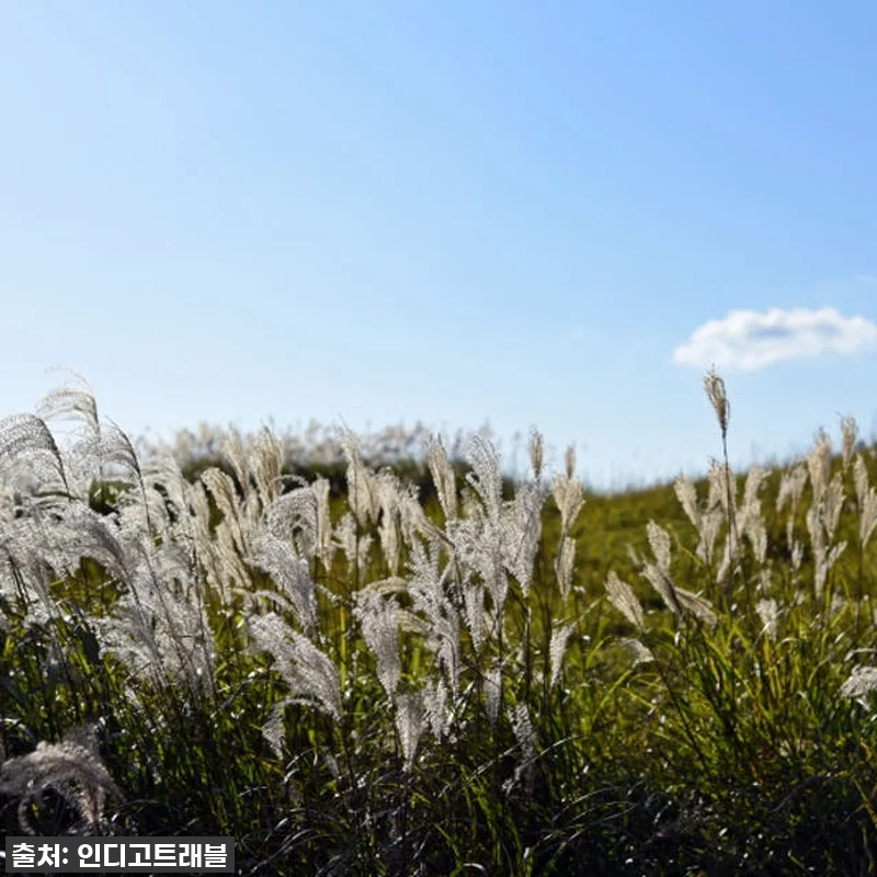 ✨인생샷 대방출! 후쿠오카 유후인 일 관련 이미지 5
