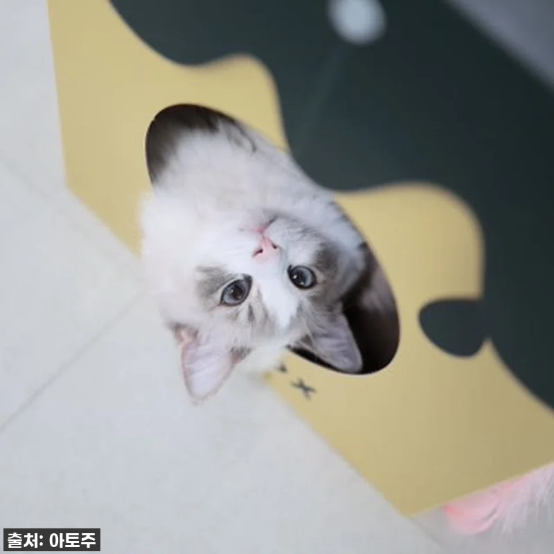 ✨품절대란템 드디어 내 손에! 매일야 관련 이미지 1