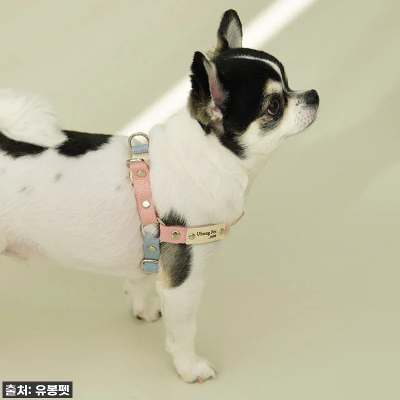 품절임박! 우리 댕댕이 산책이 달라졌어요! 유봉펫 Y형 강아지 하네스 XS 찐후기 ✨ 6 품절임박! 우리 댕댕이 산책이 달라졌 관련 이미지 1