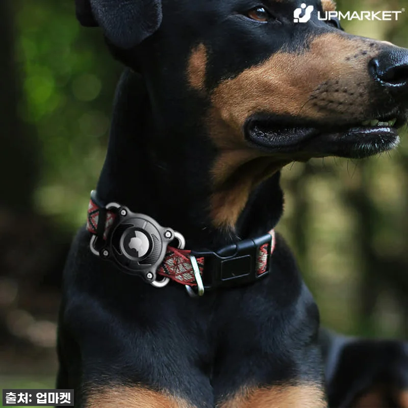 이거 없으면 강아지 안 키운다! 에어 관련 이미지 1