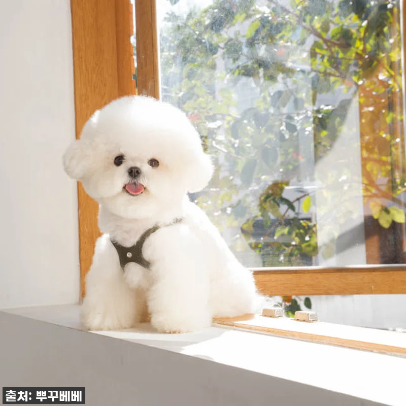 우리 토리 심쿵유발! 42% 할인 '뿌꾸베베 뉴트럴 X형 강아지하네스' 찐후기! 품절되기 전에 쟁여요! 12 우리 토리 심쿵유발! 42% 할인 ' 관련 이미지 1