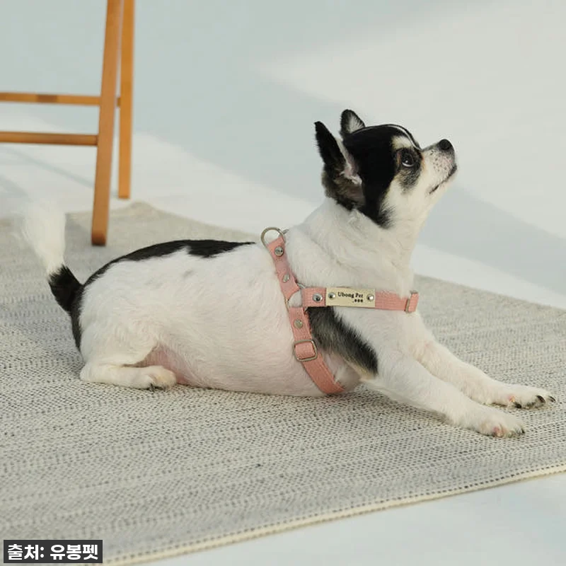 품절임박! 우리 댕댕이 산책이 달라졌어요! 유봉펫 Y형 강아지 하네스 XS 찐후기 ✨ 7 품절임박! 우리 댕댕이 산책이 달라졌 관련 이미지 2