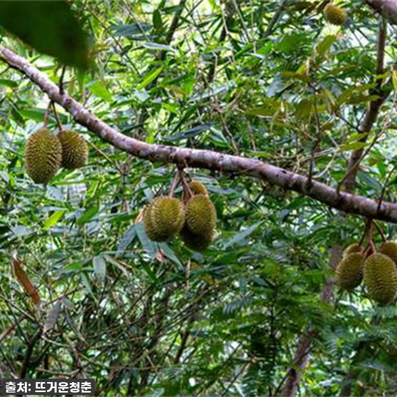 푸켓 짚라인 어드벤처 투어, 직접 타보니 이게 찐! 품절 임박! 서두르세요! 8 푸켓 짚라인 어드벤처 투어, 직접 타 관련 이미지 3