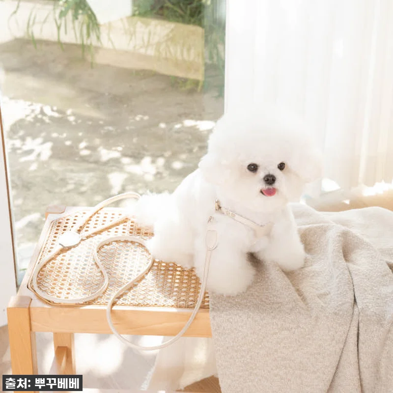 우리 토리 심쿵유발! 42% 할인 '뿌꾸베베 뉴트럴 X형 강아지하네스' 찐후기! 품절되기 전에 쟁여요! 13 우리 토리 심쿵유발! 42% 할인 ' 관련 이미지 2