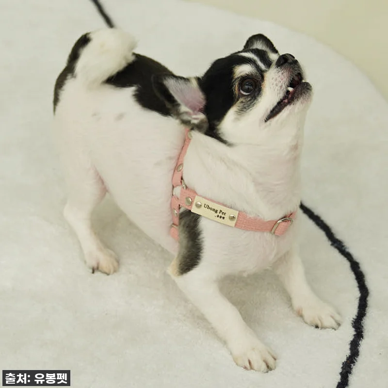 품절임박! 우리 댕댕이 산책이 달라졌어요! 유봉펫 Y형 강아지 하네스 XS 찐후기 ✨ 8 품절임박! 우리 댕댕이 산책이 달라졌 관련 이미지 3