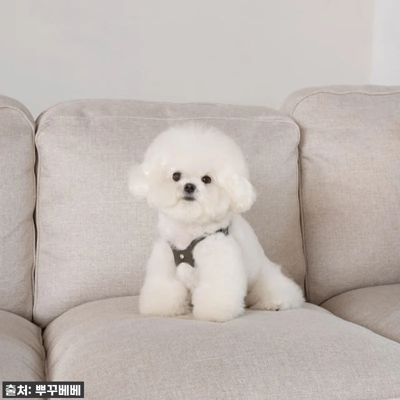 우리 토리 심쿵유발! 42% 할인 '뿌꾸베베 뉴트럴 X형 강아지하네스' 찐후기! 품절되기 전에 쟁여요! 14 우리 토리 심쿵유발! 42% 할인 ' 관련 이미지 3