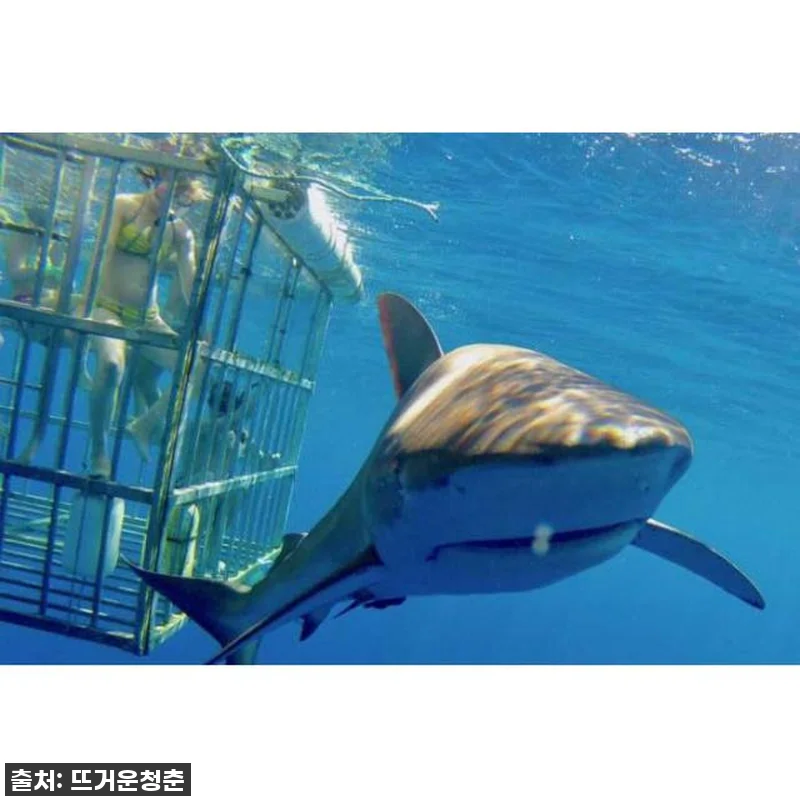 이슈템! 하와이 샤크 케이지 다이빙, 관련 이미지 1