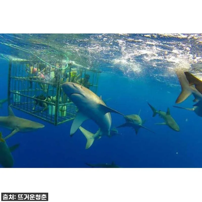 이슈템! 하와이 샤크 케이지 다이빙, 관련 이미지 2