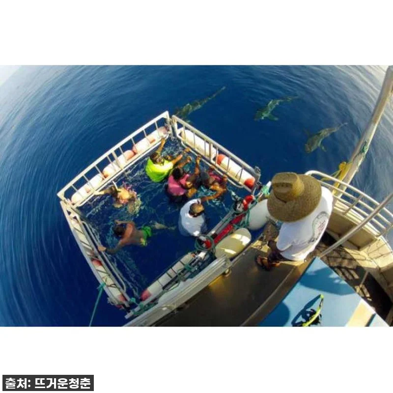 이슈템! 하와이 샤크 케이지 다이빙, 관련 이미지 3