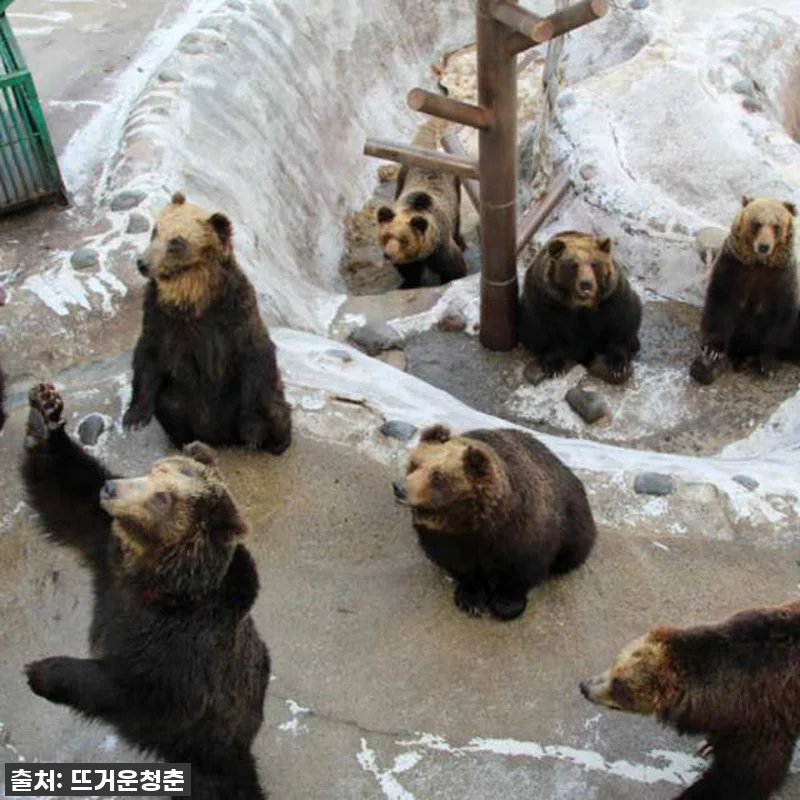 일본 홋카이도 노보리베츠 베어파크 입 관련 이미지 3