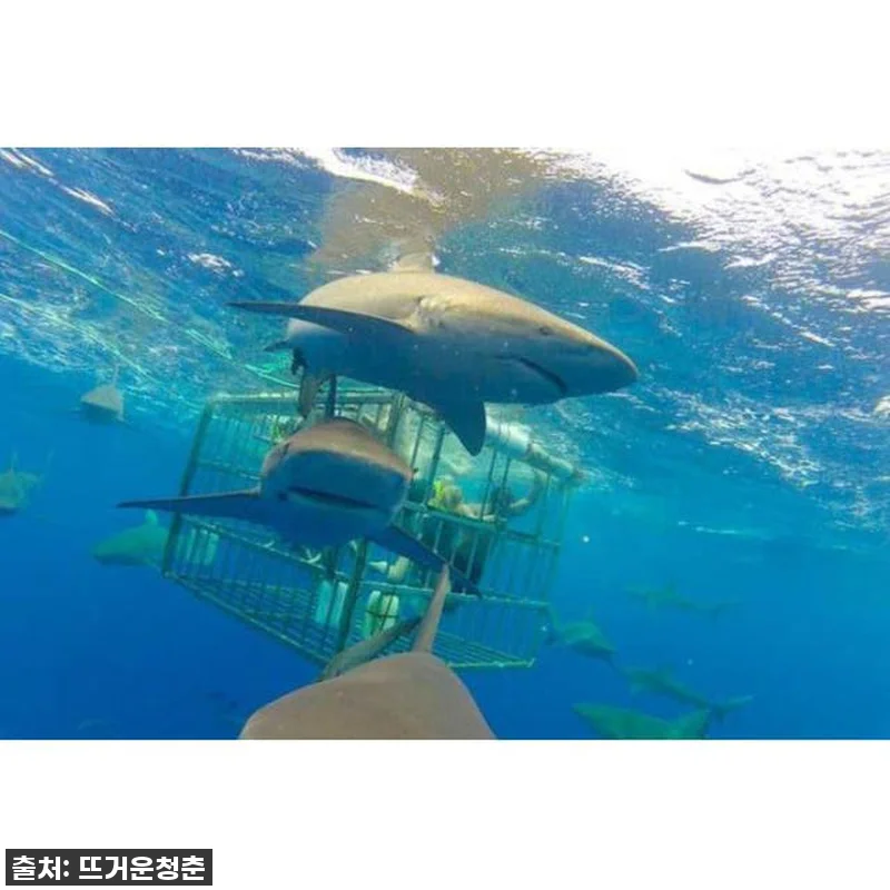 이슈템! 하와이 샤크 케이지 다이빙, 관련 이미지 4