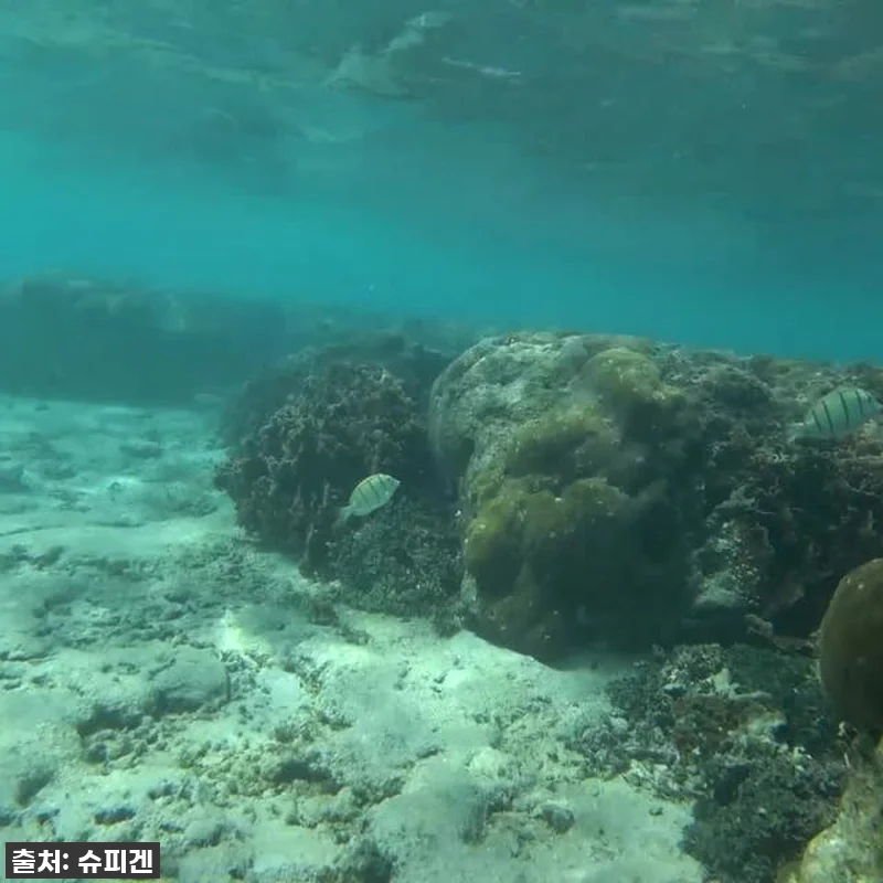 급해서 두 개 더 쟁였어요! 벨로 빅 관련 이미지 6