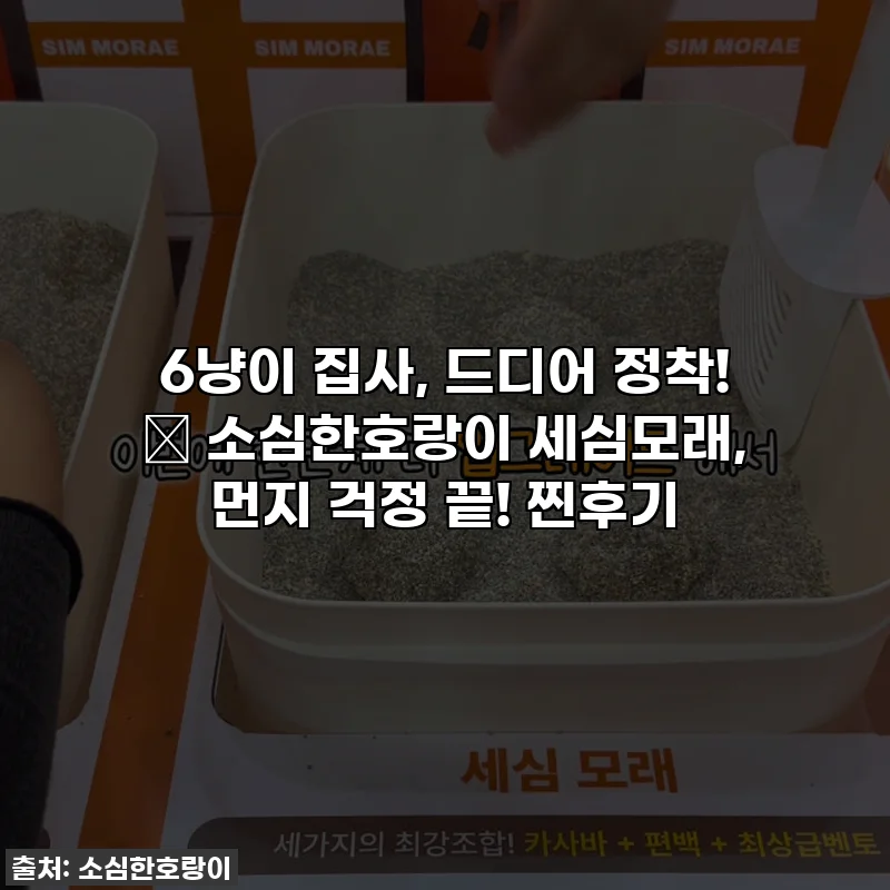 6냥이 집사, 드디어 정착! 😻 소심한호랑이 세심모래, 먼지 걱정 끝! 찐후기