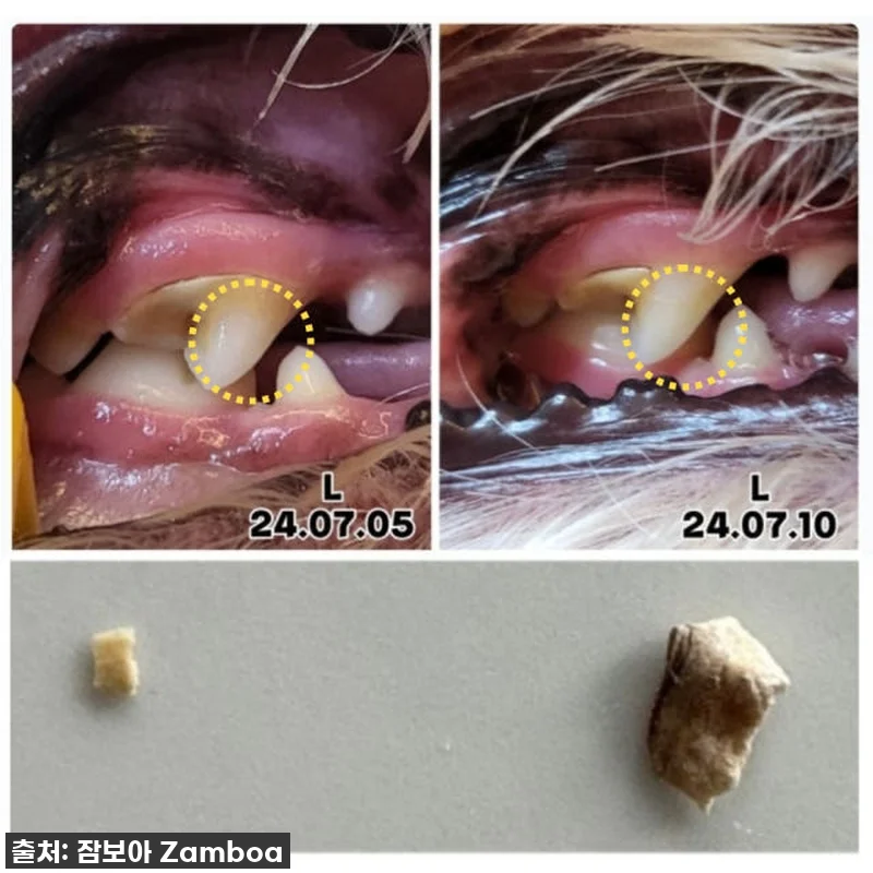 이슈템! 품절임박! 댕댕이 입냄새+치 관련 이미지 2