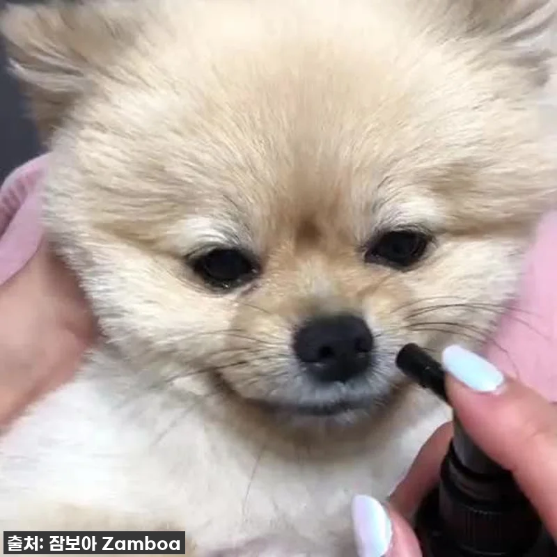 이슈템! 품절임박! 댕댕이 입냄새+치 관련 이미지 7