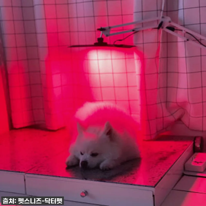 우리 솜이 덕분에 알게 된 기적! 닥 관련 이미지 1