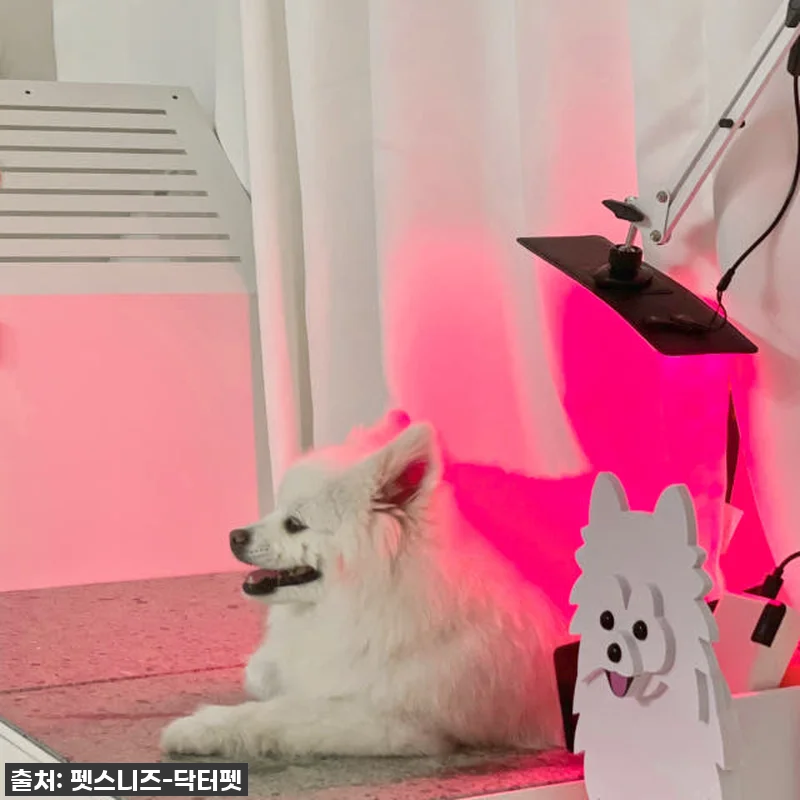 우리 솜이 덕분에 알게 된 기적! 닥 관련 이미지 2