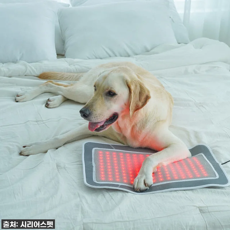 따뜻한 온기로 우리 댕냥이 관절 지켜 관련 이미지 2