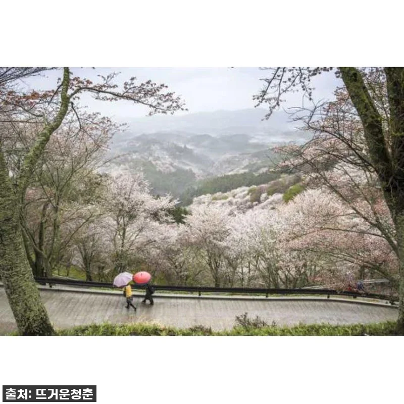 일본 현지인처럼 나라 맞춤형 가이드 관련 이미지 2