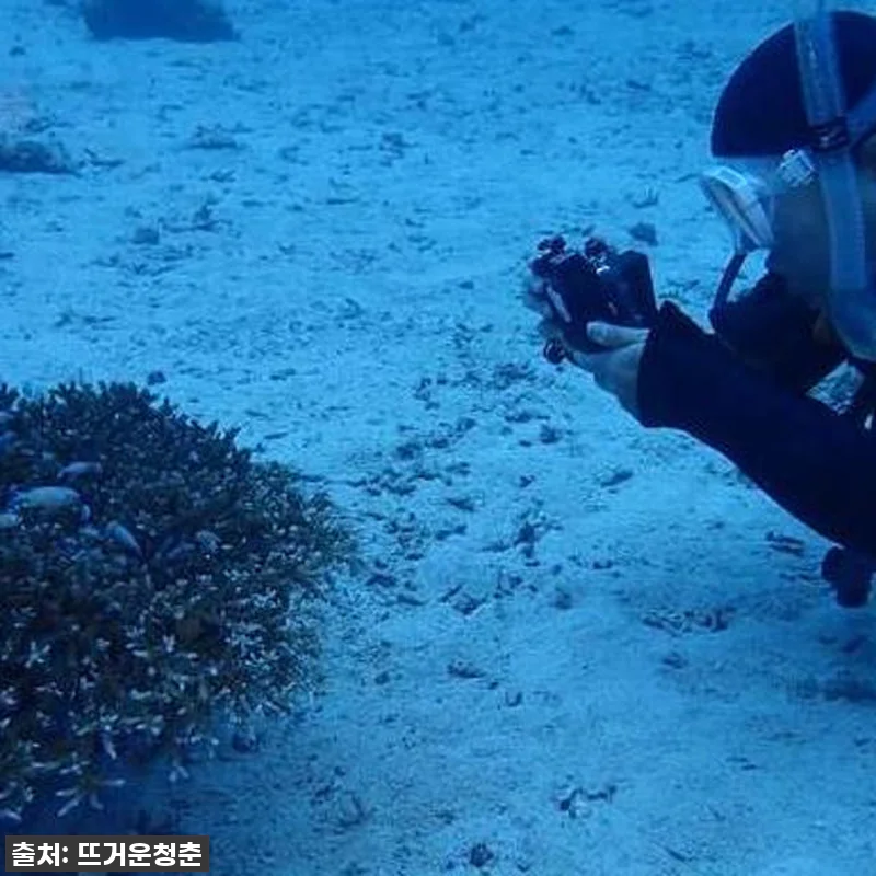 오키나와 케라마 제도 체험 다이빙, 관련 이미지 2