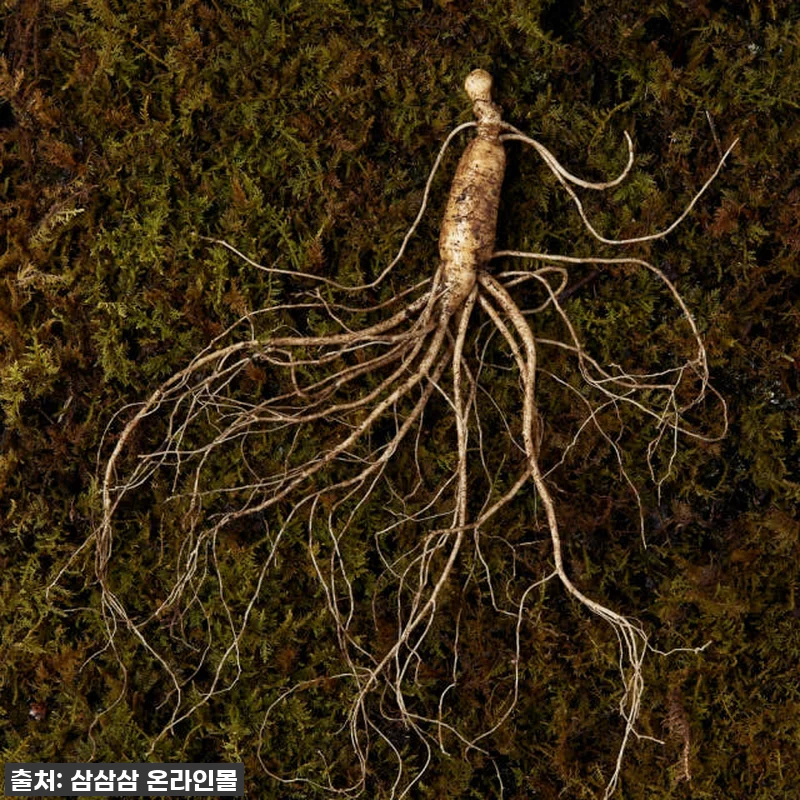 7,8년근 산양산삼 6뿌리 산양삼 장 관련 이미지 2