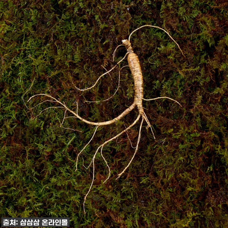 7,8년근 작은삼 산양산삼 10뿌리 관련 이미지 2