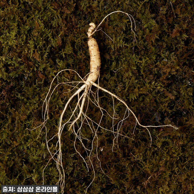 5,6년근 산양산삼 14뿌리 산양삼 관련 이미지 2