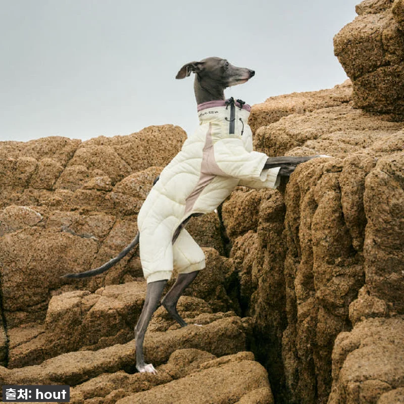 하웃 강아지 패딩 올인원 애견 겨울 관련 이미지 2