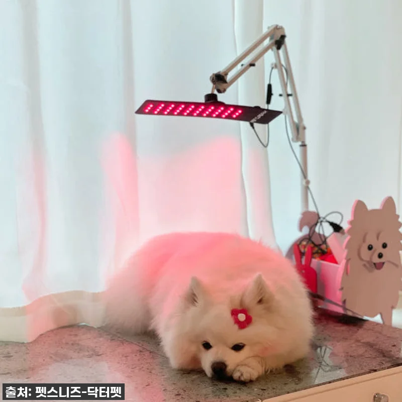 우리 솜이 덕분에 알게 된 기적! 닥 관련 이미지 4