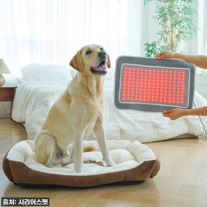 따뜻한 온기로 우리 댕냥이 관절 지켜 관련 이미지 4