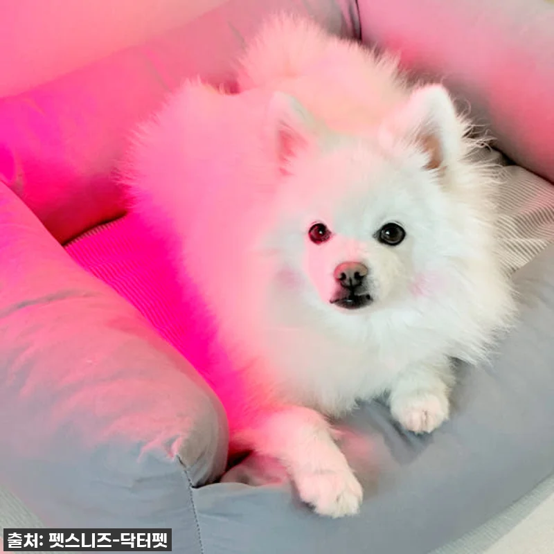 우리 솜이 덕분에 알게 된 기적! 닥 관련 이미지 5