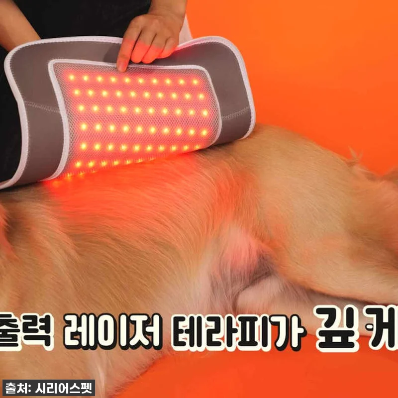 따뜻한 온기로 우리 댕냥이 관절 지켜 관련 이미지 5