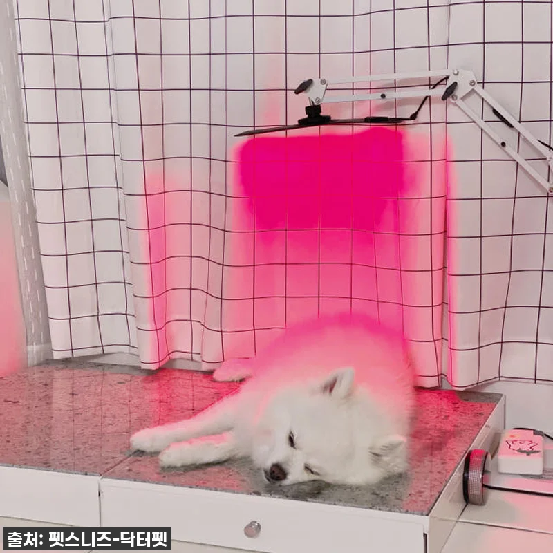 우리 솜이 덕분에 알게 된 기적! 닥 관련 이미지 6