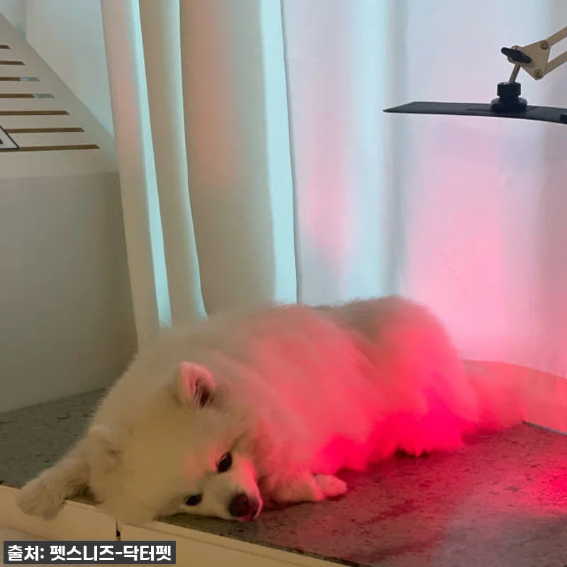 우리 솜이 덕분에 알게 된 기적! 닥 관련 이미지 7