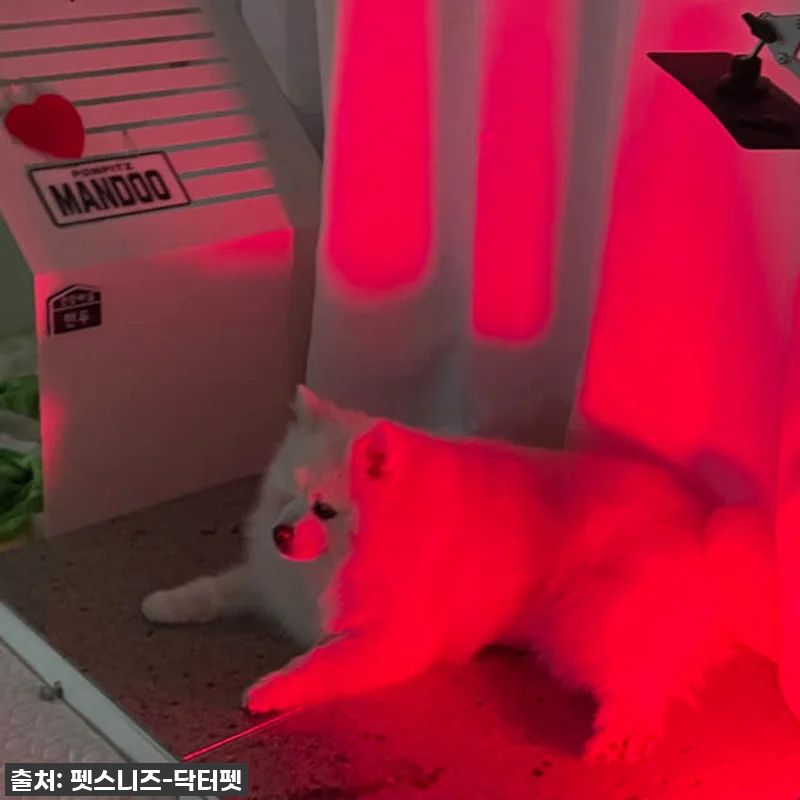 우리 솜이 덕분에 알게 된 기적! 닥 관련 이미지 8