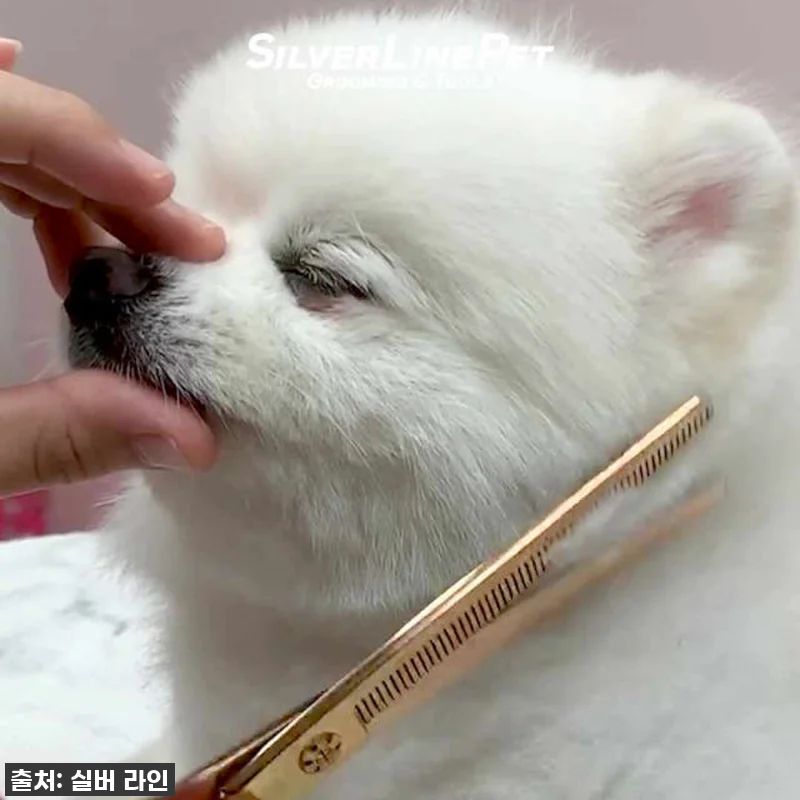 실버라인펫 MDM 지우개 요술가위 4 관련 이미지 7