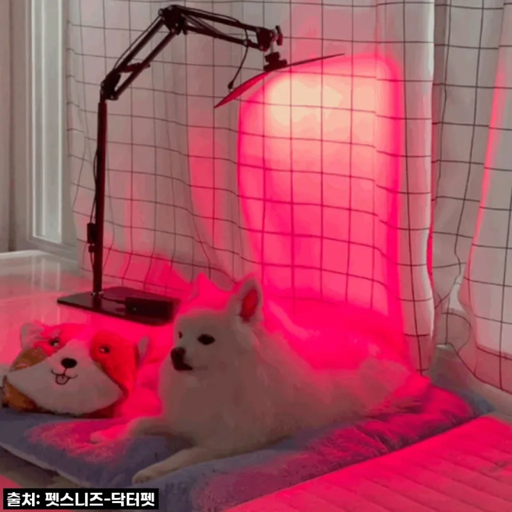 우리 솜이 덕분에 알게 된 기적! 닥터펫 펫큐어레이로 되찾은 활력