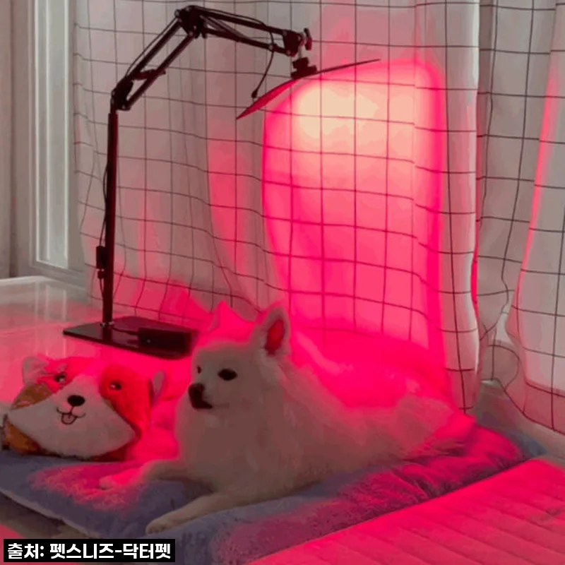 우리 솜이 덕분에 알게 된 기적! 닥터펫 펫큐어레이로 되찾은 활력