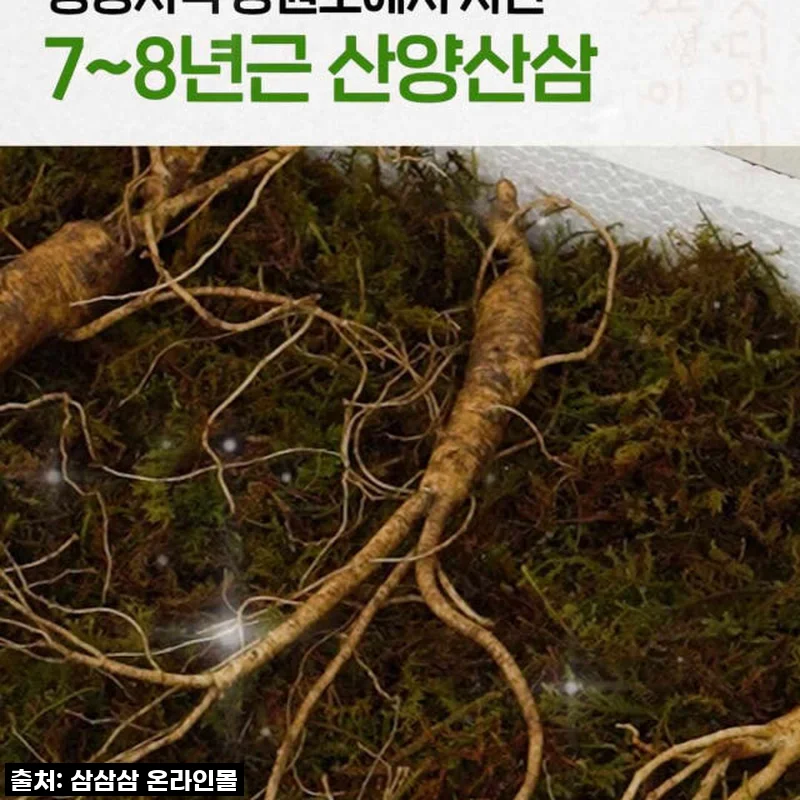 피로에 지친 일상? 7,8년근 산양산삼 10뿌리로 활력 되찾은 솔직 후기!