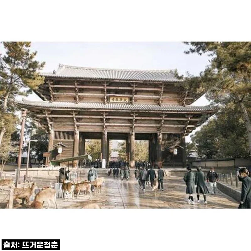 일본 현지인처럼 나라 맞춤형 가이드 투어, 내 인생 여행의 시작이었어요!