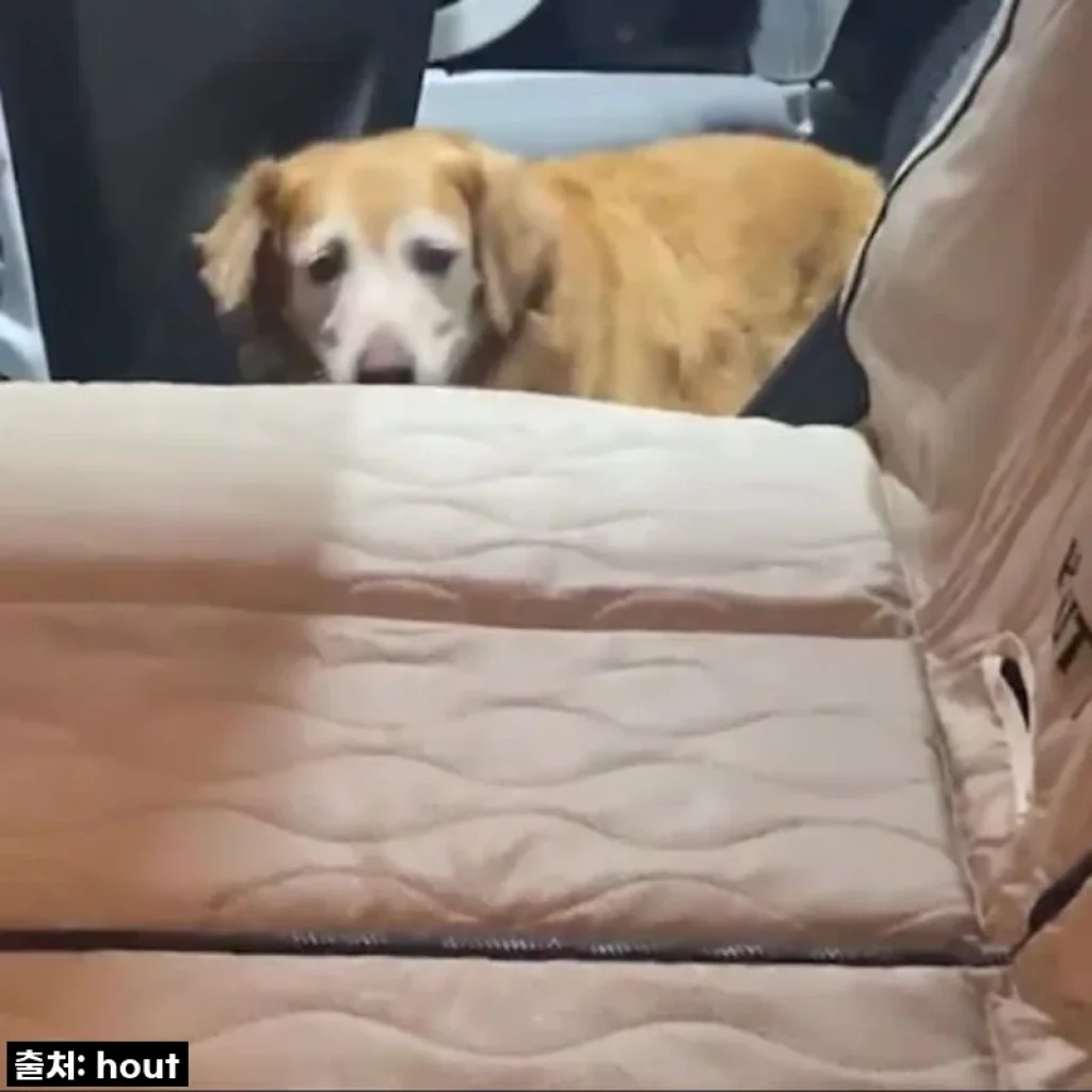 우리 강아지 여행 필수템! 하웃 강아지 카시트 Ver2.5, 직접 써보니 이런 점이 좋았어요!