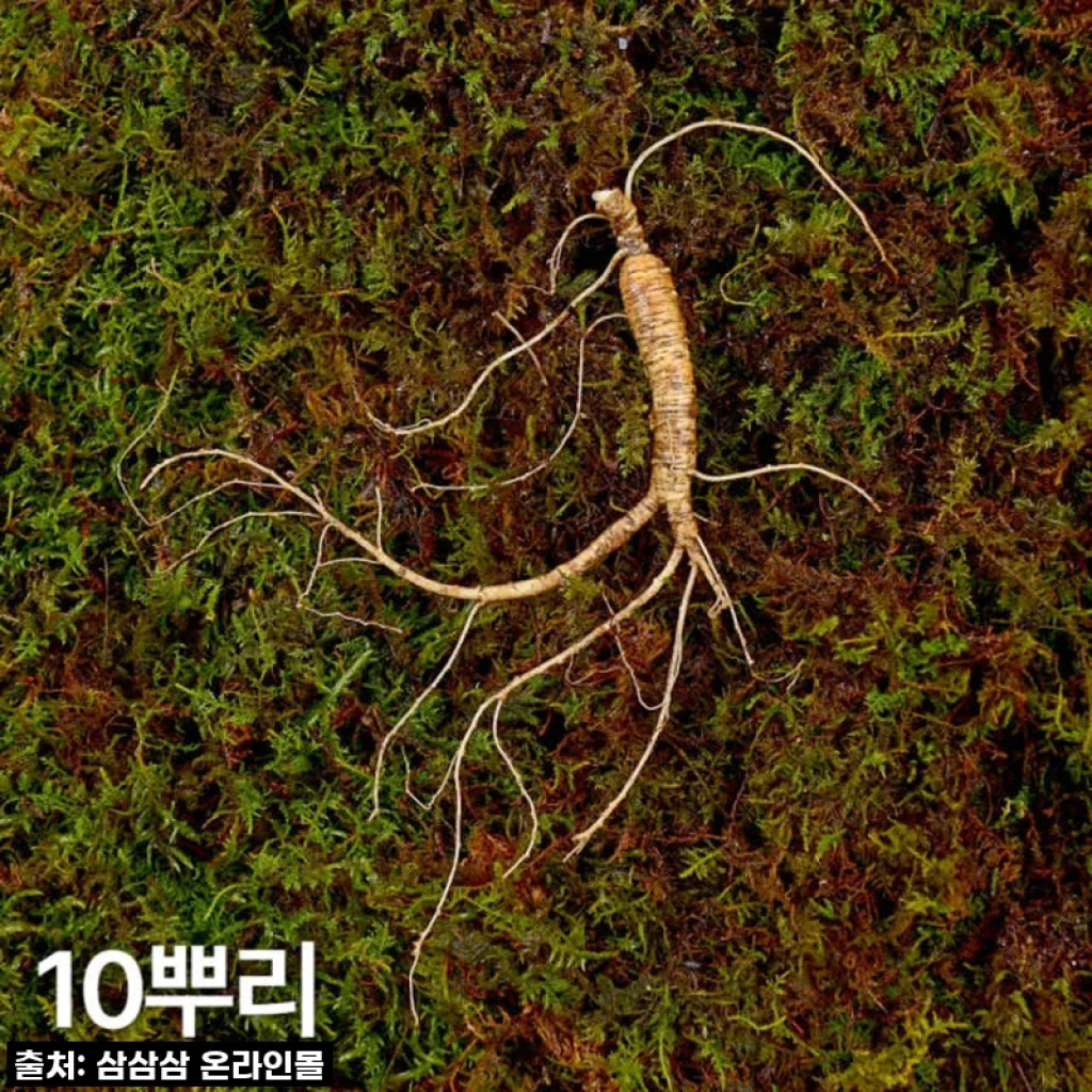 7,8년근 작은삼 산양산삼 10뿌리 사용후기 및 제품 소개