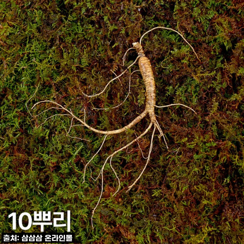 7,8년근 작은삼 산양산삼 10뿌리 사용후기 및 제품 소개