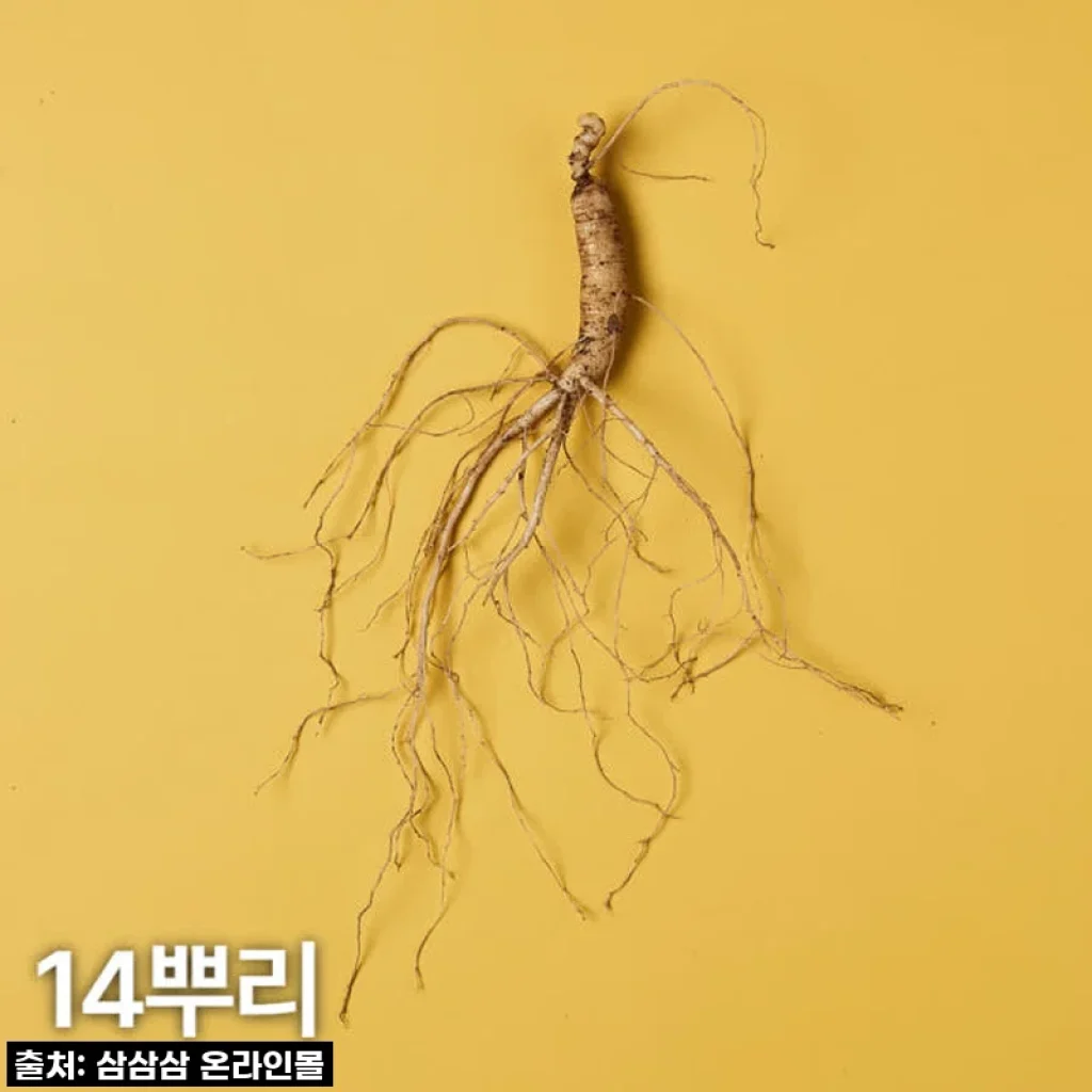 5,6년근 산양산삼 14뿌리 산양삼 장뇌삼 사용후기와 선물 추천