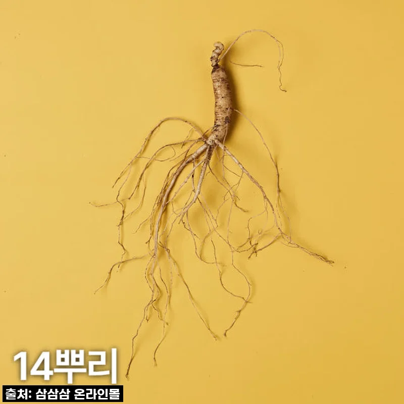 5,6년근 산양산삼 14뿌리 산양삼 장뇌삼 사용후기와 선물 추천