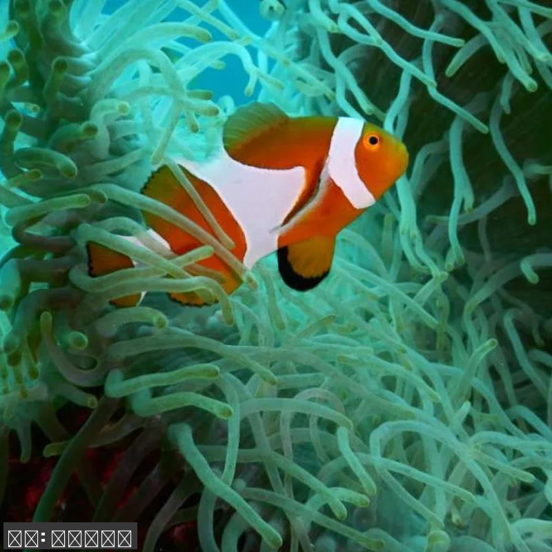 세부 PADI 오픈 워터 스쿠버 다이 관련 이미지 1