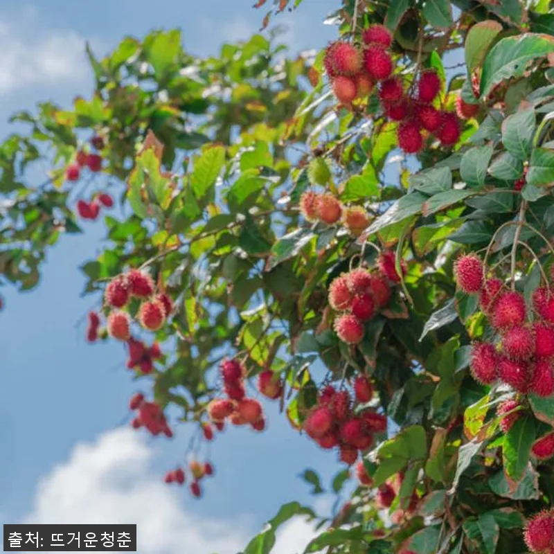 싱가포르 풀라우 우빈 개인 투어: 와 관련 이미지 1